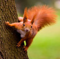 squirrel